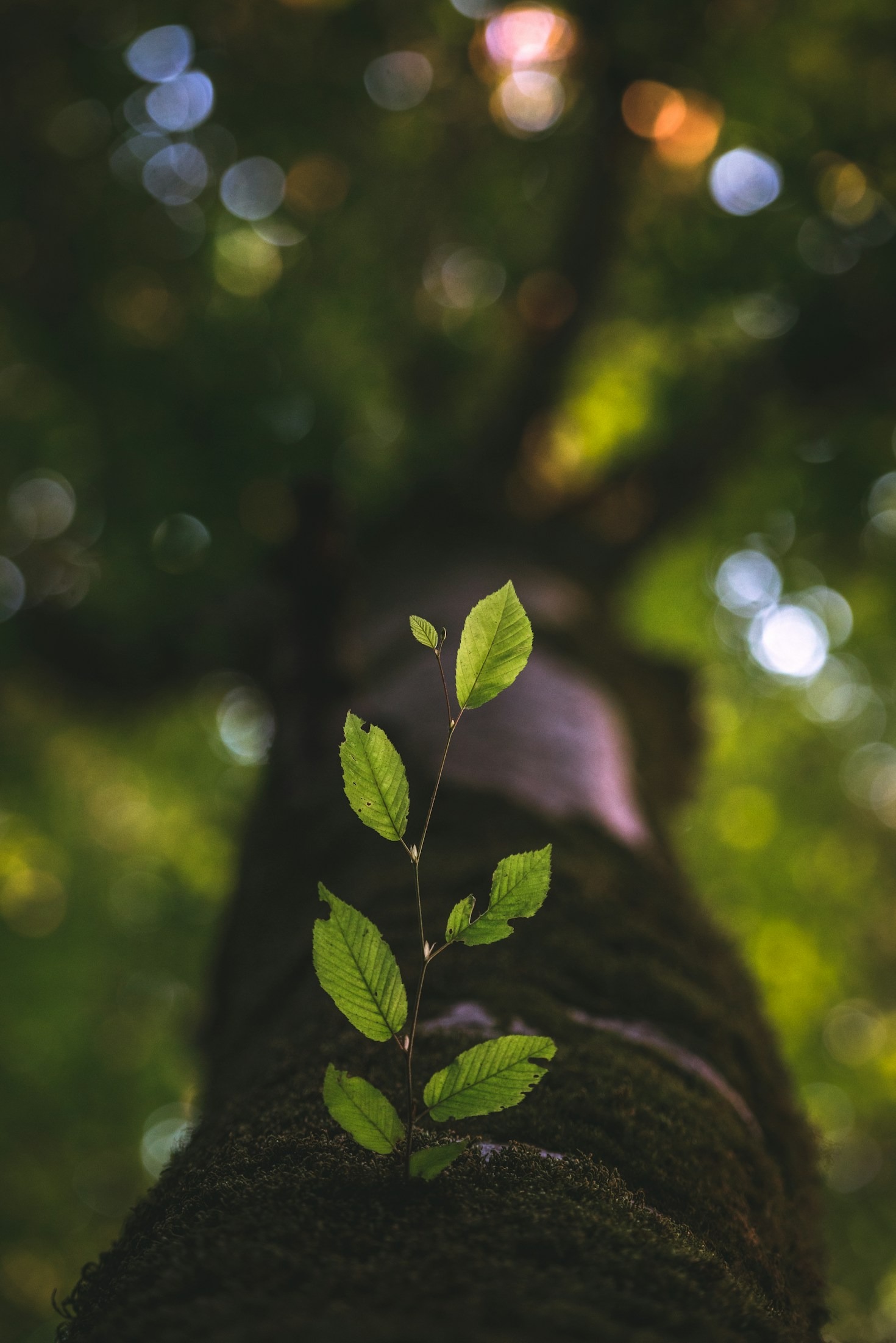 How Mindfulness Drives Sustainable Growth