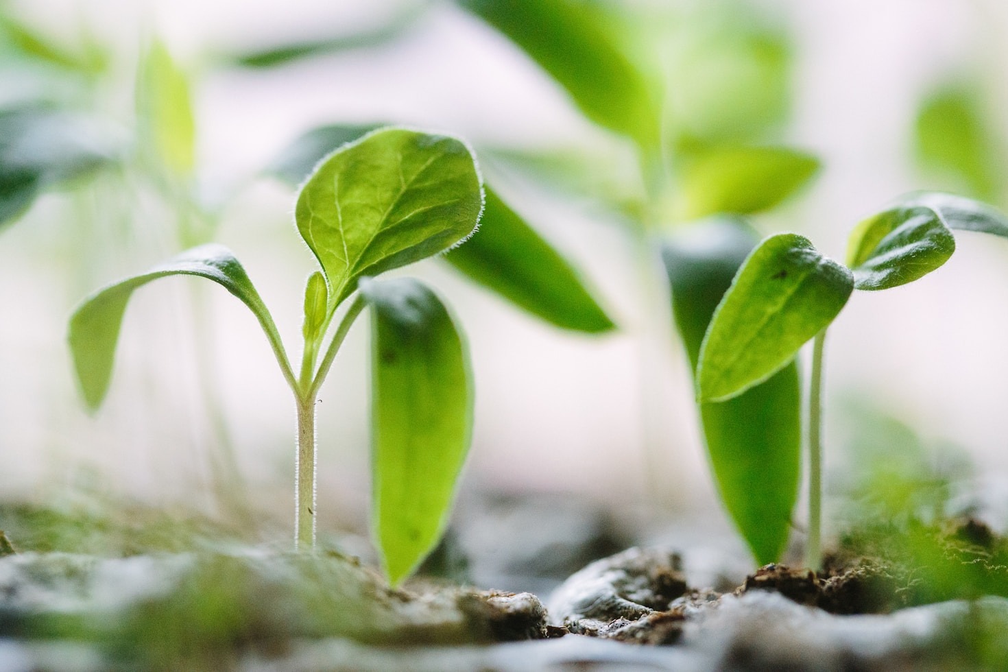 Top Strategies for Ethical Wellness Innovation
