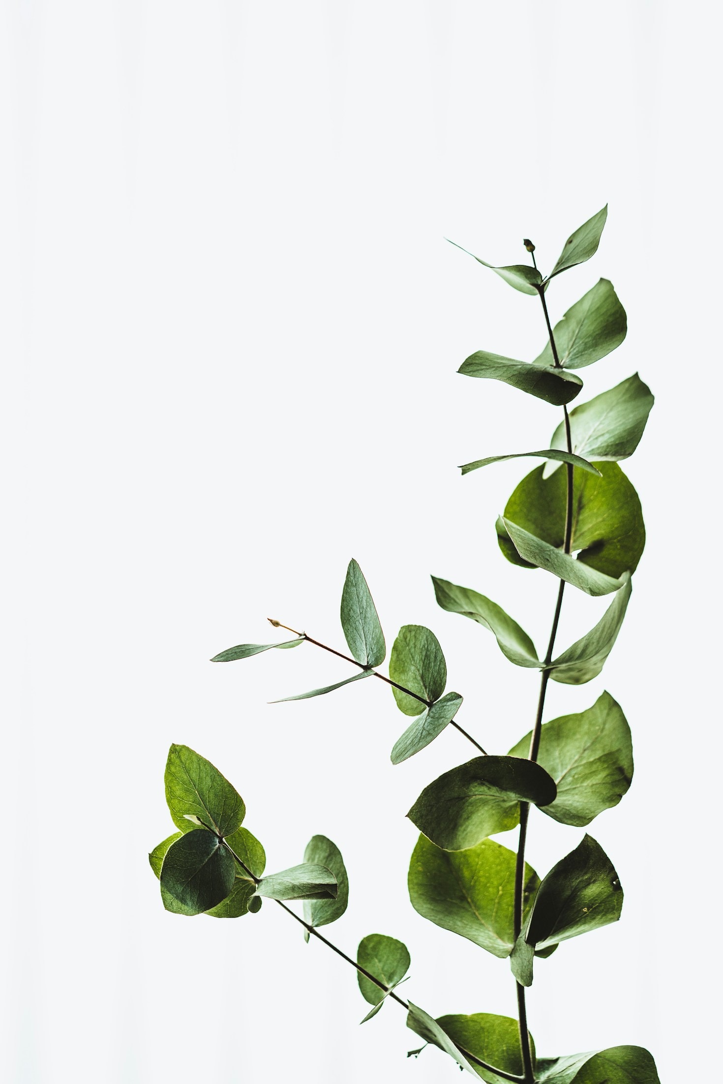 Guidance for Sustainable Wellness Success